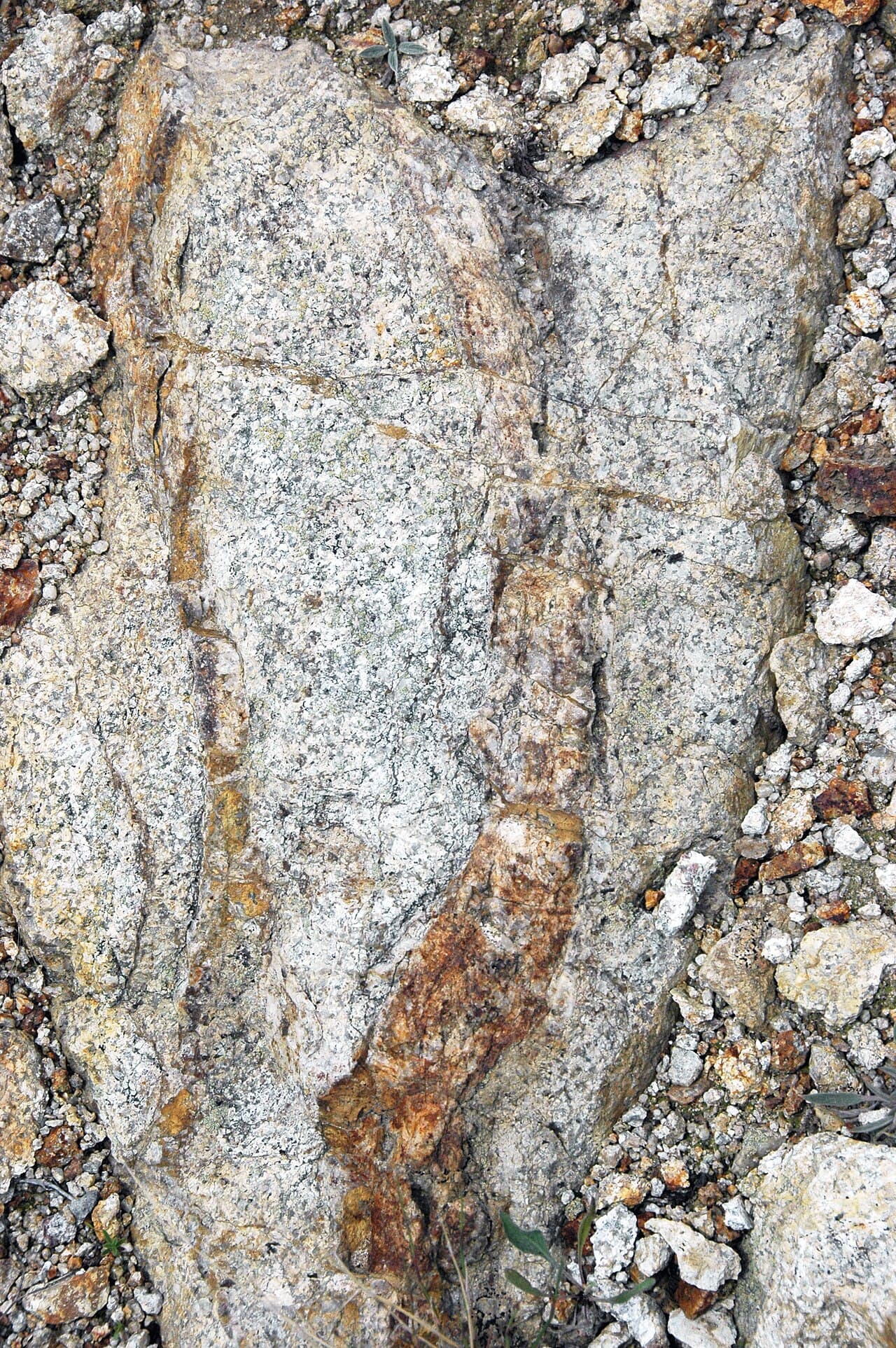 Outcrop of pale mottled rock crossed by wavy brown mineralised veins, with whitish clay-altered zones adjacent to each vein.